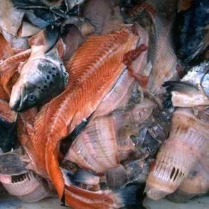 Покупаем рыбные отходы 40 тонн в сутки